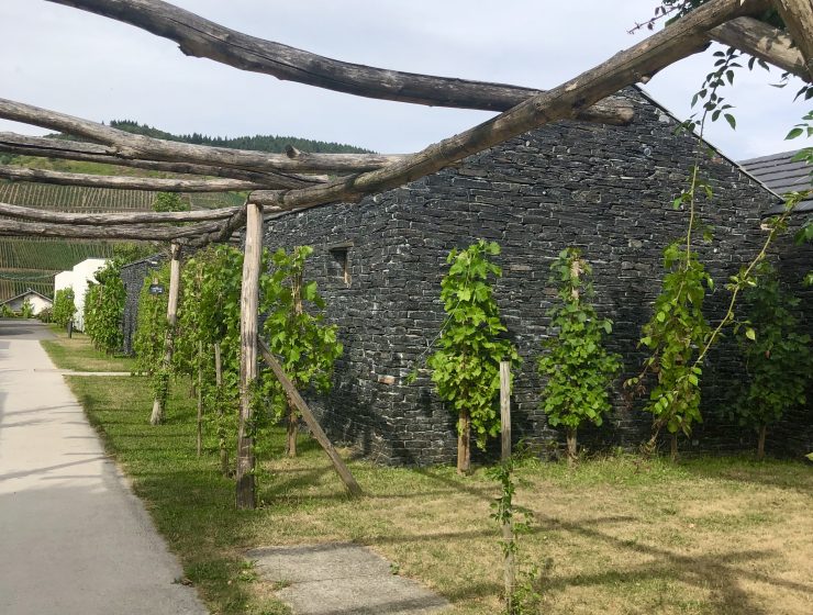 vingård vid Mosel