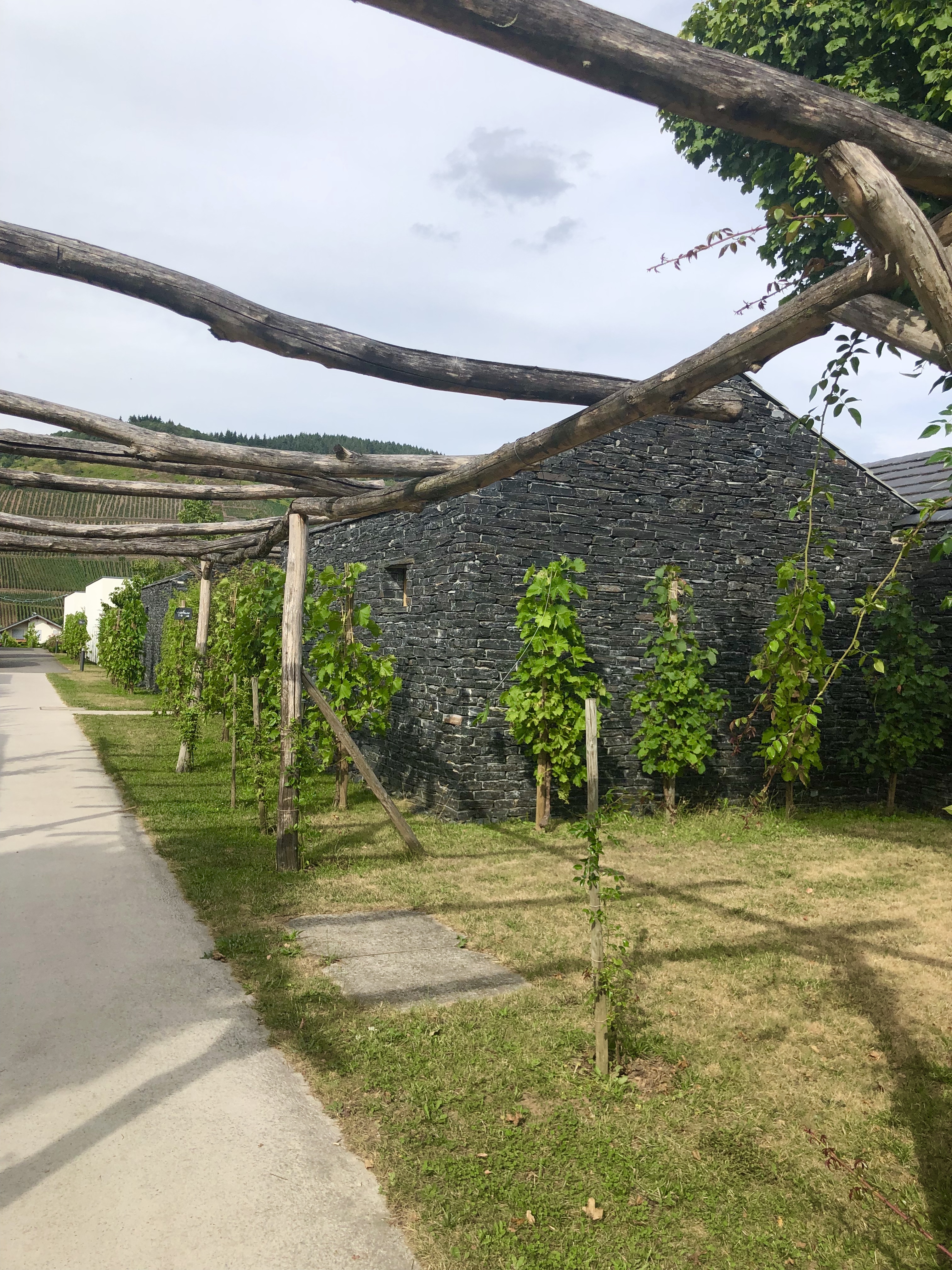 vingård vid Mosel