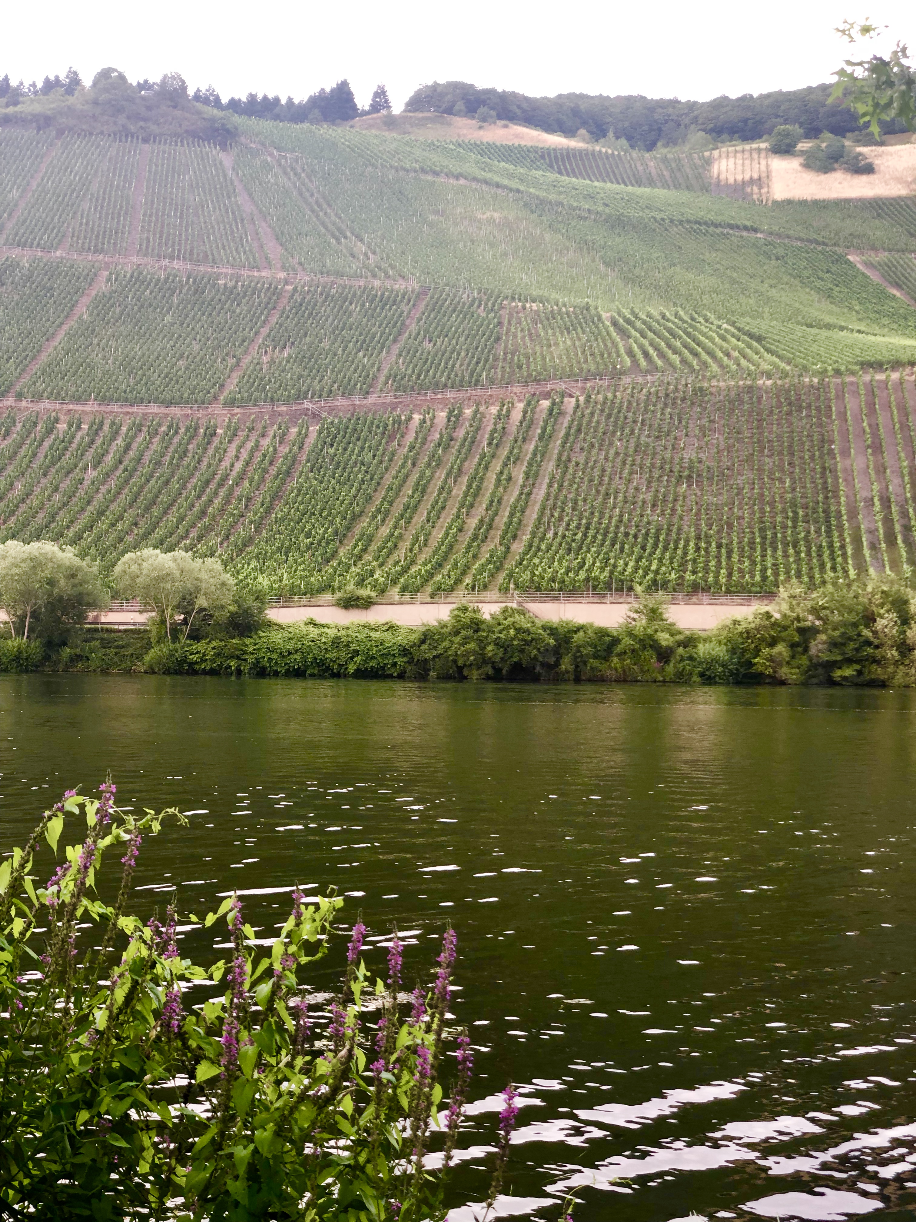 vingård vid Mosel