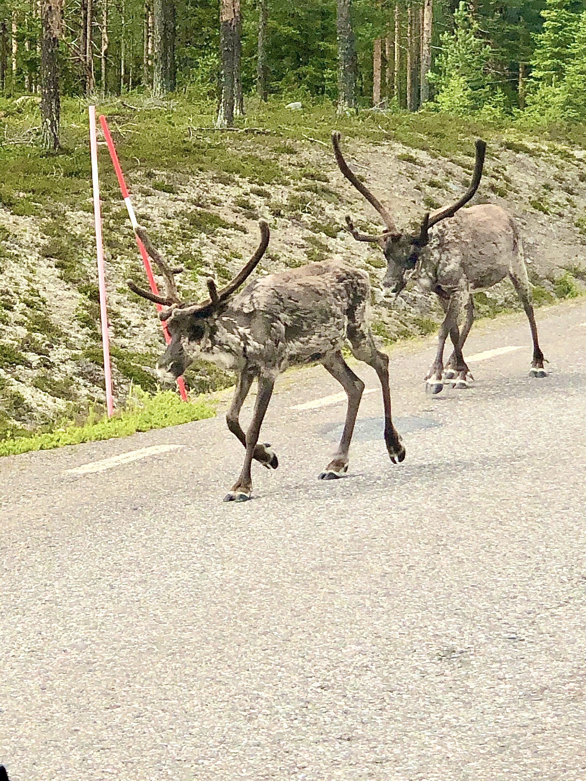 husbilssemester i Sverige