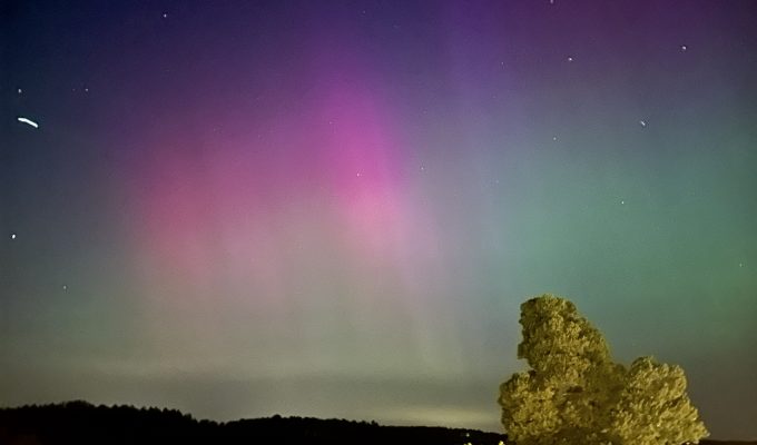 så blir du av med vildsvin