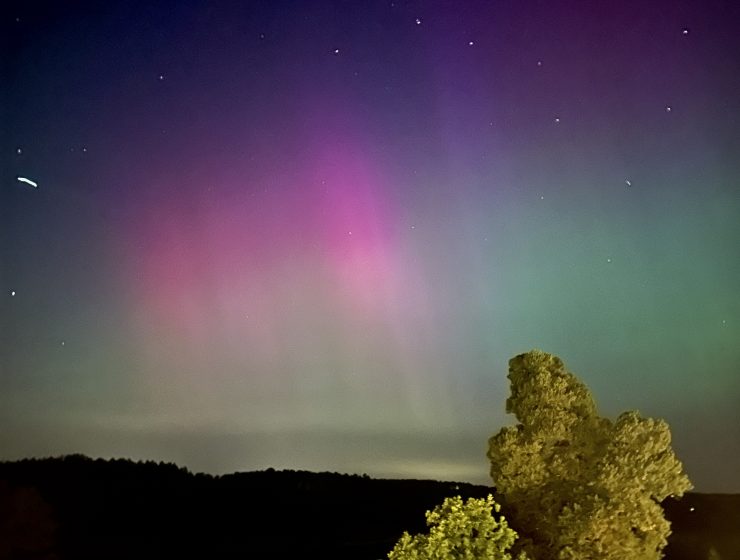 så blir du av med vildsvin