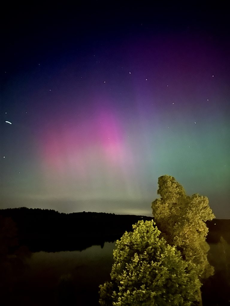 så blir du av med vildsvin