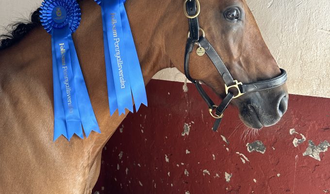 Ponnyallsvenskan elit