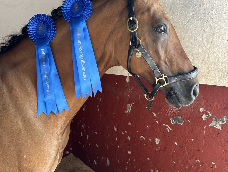 Ponnyallsvenskan elit