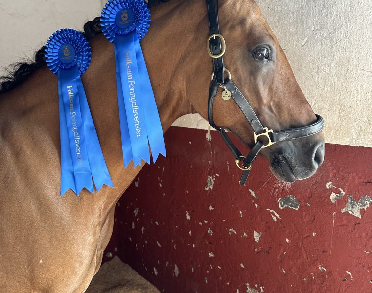 Ponnyallsvenskan elit